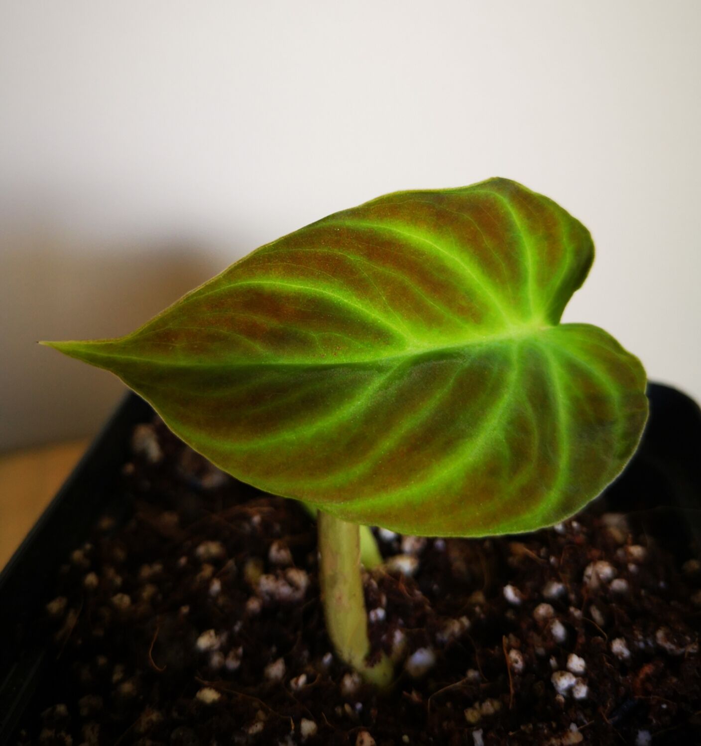 Philodendron Verrucosom on sale Fantasy