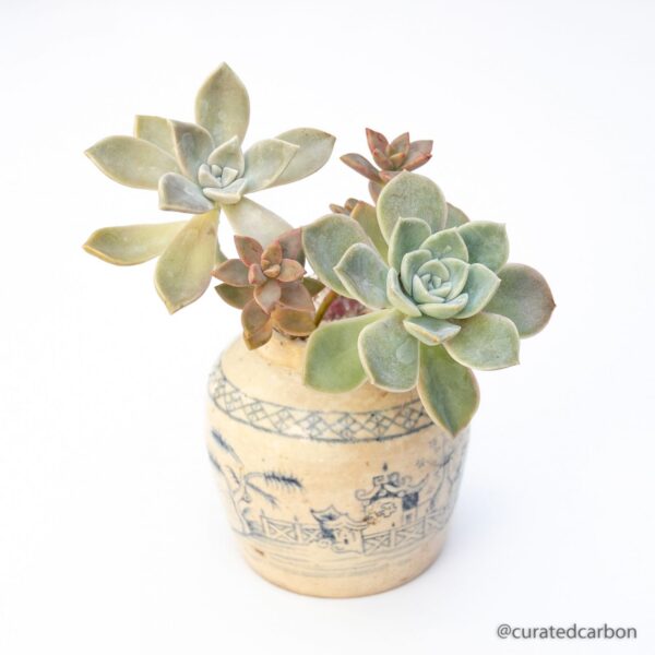 cape town succulents buy online