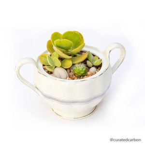 Buy potted succulent arrangement in Cape Town