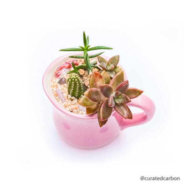 Buy succulent arrangement in Cape Town