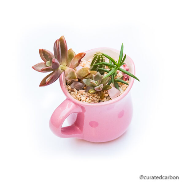 Buy gift - succulent arrangement in pot to buy in Cape Town South Africa