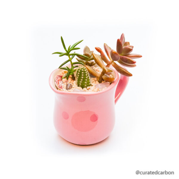 Buy gift - succulent arrangement in pot to buy in Cape Town South Africa