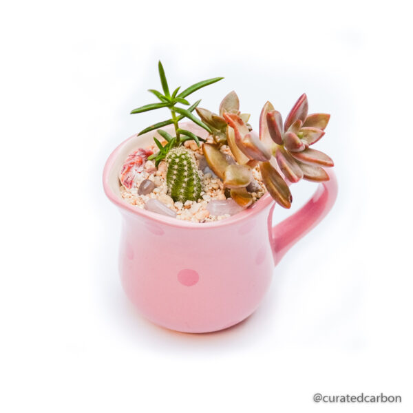 Buy succulent arrangement in Cape Town for living house decor