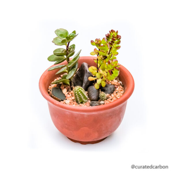 Buy succulent arrangement in Cape Town