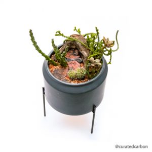 Succulent and cacti in pot for decor or gift