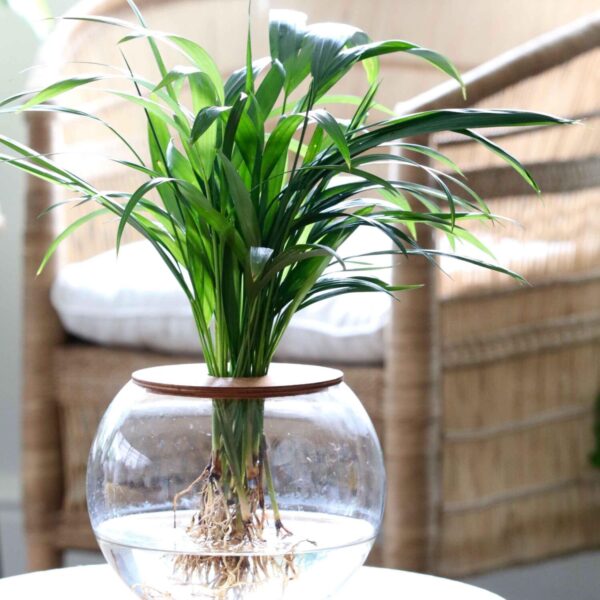 20cm Fishbowl with Bamboo