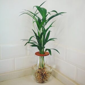 20cm barrel vase with Bamboo