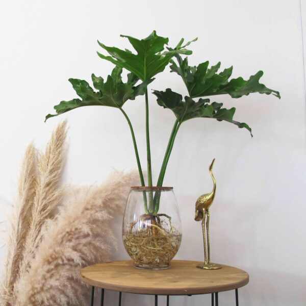 24cm Barrel Vase with Philodendron Selloum