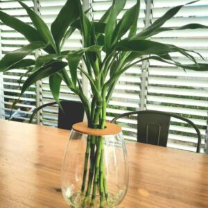 Barrel Vase 24cm with Lucky Bamboo