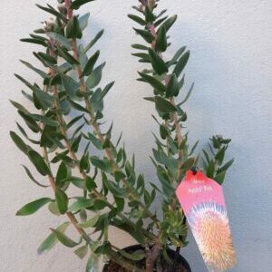 Ayoba Pink Leucospermum (pincushion) 15cm