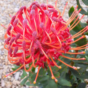 Carnival Red Leucospermum (pincushion) 15cm