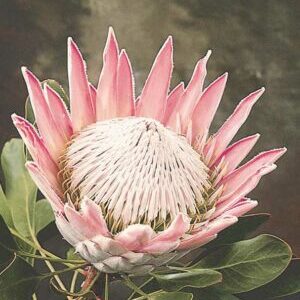 KING PINK PROTEA 17.5CM POT