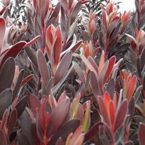 Leucadendron Burgundy Sunset PBR 15cm pot