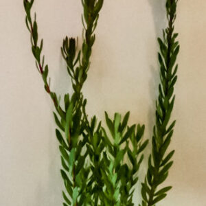 Leucadendron Harvest Girl 17cm