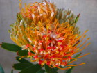 Mardi Grass Tricolor Leucospermum (pincushion) 15cm