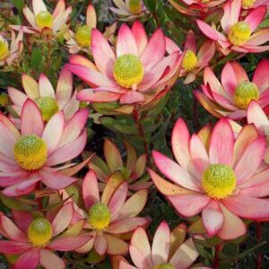 Leucadendron African Spice 15cm pot