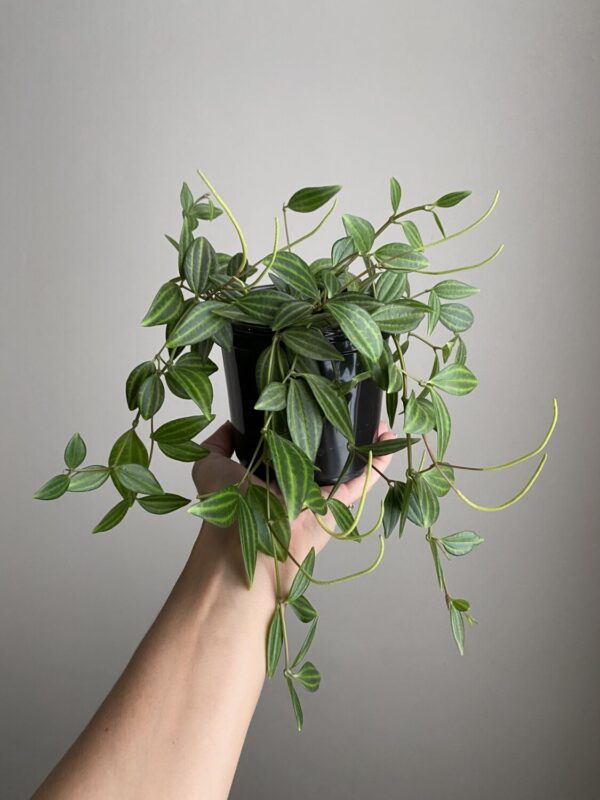 Peperomia Puteolata