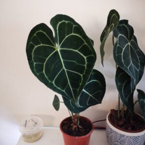 Anthurium Clarinervum